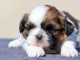 chiot Shih Tzu a donner mâle 