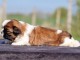 chiot Shih Tzu femelle adorable a donner 