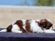 bébé chiot Shih Tzu femelle disponible 