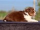 chiot berger australien disponible à adopter 