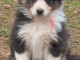 chiot berger australien disponible 