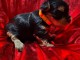 je donne chiot Yorkshire terrier 