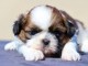chiot Shih Tzu femelle et mâle disponible 