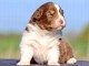 je donne chiot berger australien mâle 
