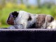 chiot berger australien lof mâle a donner 