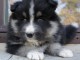 chiot berger australien disponible pour adoption 