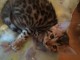 bébé chaton Bengal disponible 