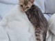 chaton Bengal pour adoption 