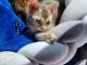 bébé chaton Bengal pour adoption 