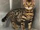 adorable chaton Bengal disponible 
