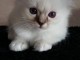 chaton sacré brimanie a donner 
