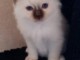 chaton sacré brimanie a donner 