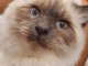 chaton sacré brimanie a donner 