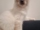 chaton sacré brimanie disponible pour adoption 