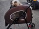 je donne chaton sacré brimanie 