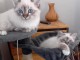 chaton sacré brimanie a donner 