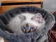 je donne chaton sacré brimanie 