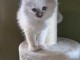 chaton sacré brimanie a donner 