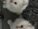 bébé chaton sacré brimanie a donner 