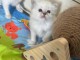 chaton sacré brimanie a donner 