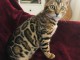 Chaton Bengal à vendre