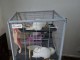 disponible Furet a donner urgent 