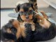 adoption chiot Yorkshire terrier 