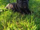chiot staffie mâle a donner 