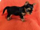je donne chiot York toy a donner 