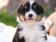 chiot berger australien disponible 
