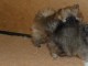 chiot spitz nain Poméranie à vendre 