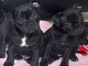 annonce des chiots staffie à adopter 