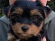 je donne chiot Yorkshire mâle 