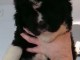 chiot terre neuve à adopter 