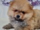 chiot spitz nain adorable 