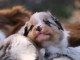 chiot berger australien lof mâle a donner 