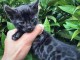 chaton Bengal pour adoption 