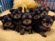 chiot Yorkshire terrier mâle et femelle disponible 