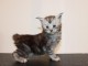 chaton Maine coon disponible pour adoption 