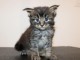 chaton Maine coon adorable disponible 