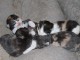 Chatons Norvégien a donner 