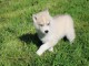 je donne chiot sibérien husky femelle 