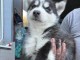 chiot sibérien husky a donner 