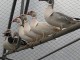 cygne coscoroba disponible pour adoption 