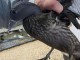 cygne coscoroba déjà prêt mâle 