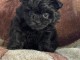 chiot cockapoo mâle a donner 