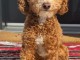 adoption chiot cockapoo pour adoption 