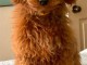 chiot cockapoo mâle a donner 
