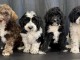 adoption chiot cockapoo mâle et femelle a adopté 