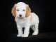 bébé chiot cockapoo mâle a donner 